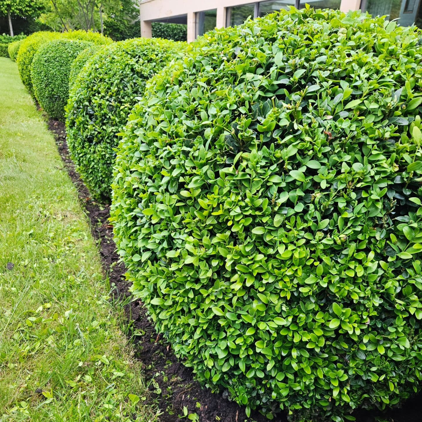 Freshly shaped box hedges in a domestic garden